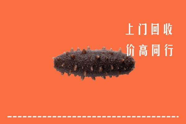 舟山普陀回收海参