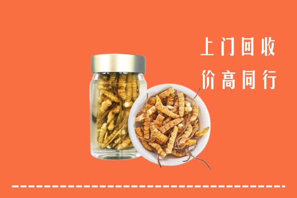 舟山普陀回收冬虫夏草